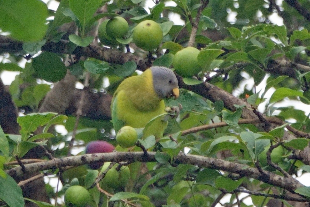 Plum-headed Parakeet - ML646460757