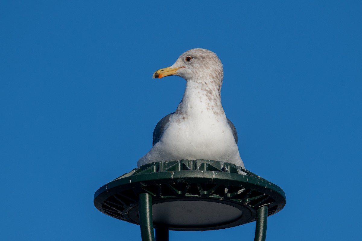 racek jezerní - ML646460760