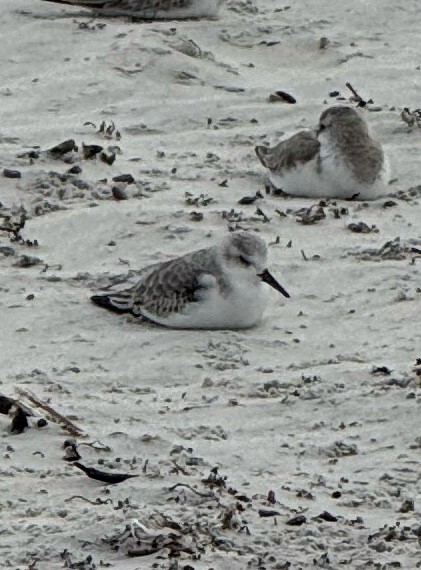 Sanderling - ML646460763