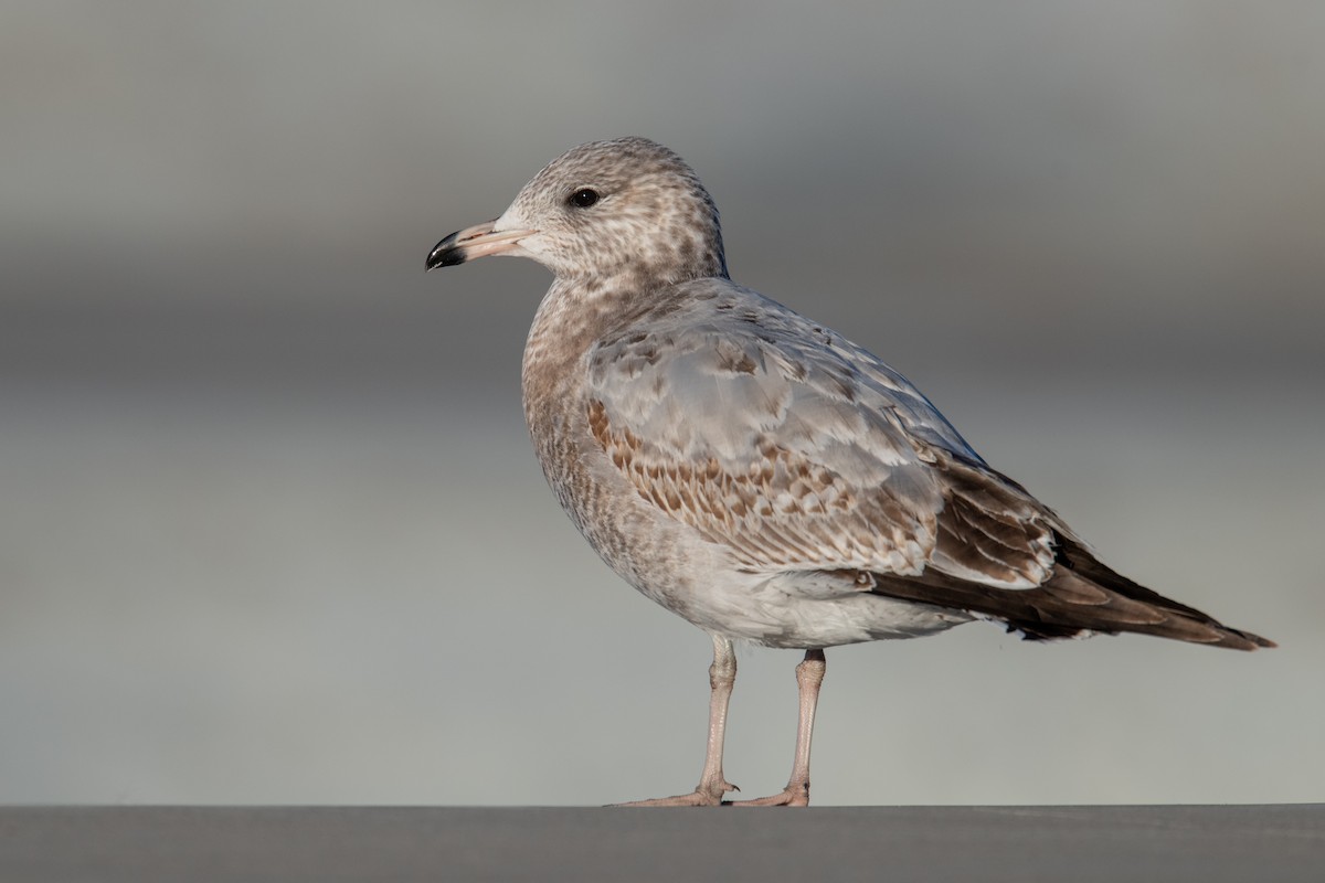 racek kroužkozobý - ML646460764