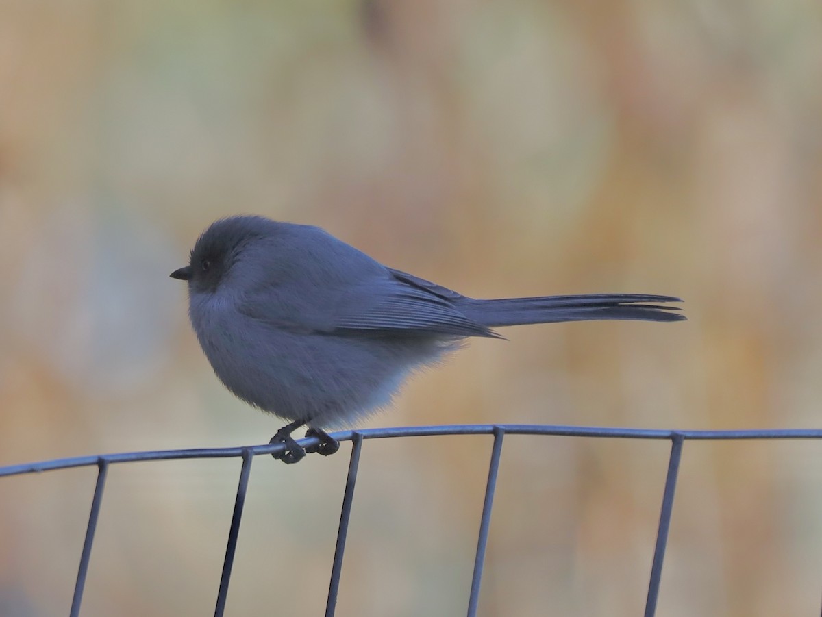 Bushtit - ML646460769