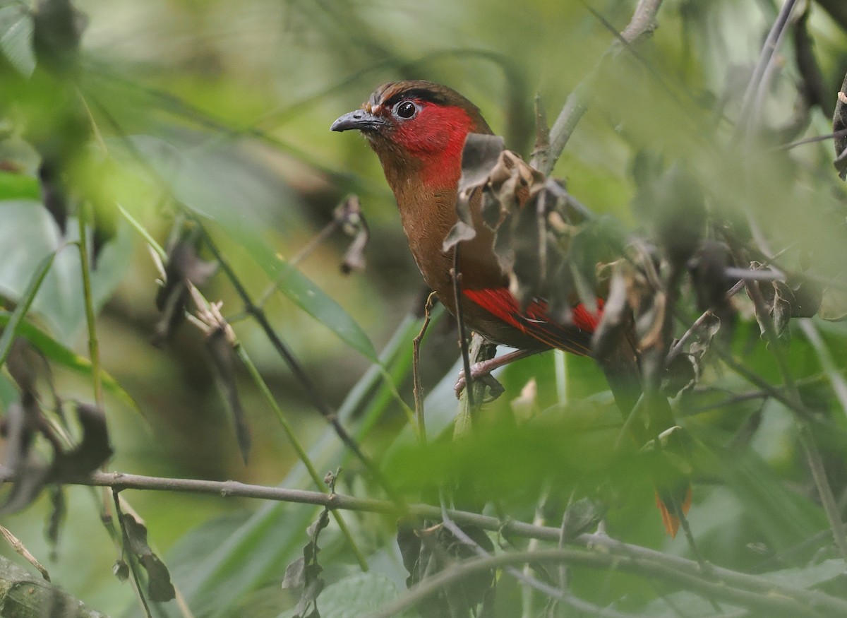 アカガオヤブドリ - ML646460770