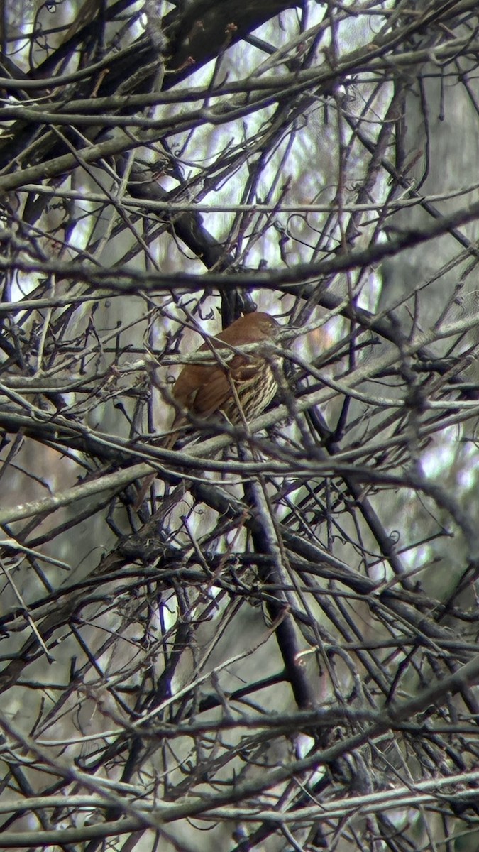 brunspottefugl - ML646460773