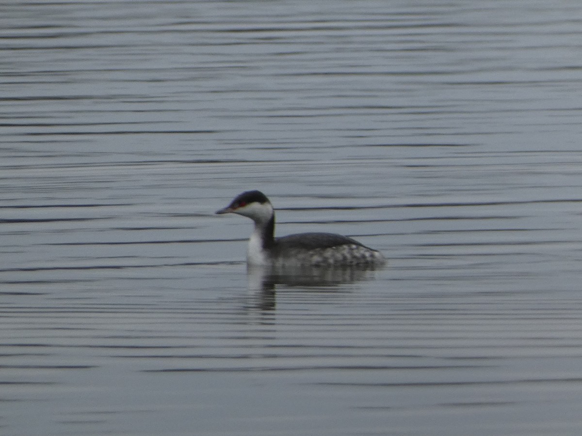 Horned Grebe - ML646460775