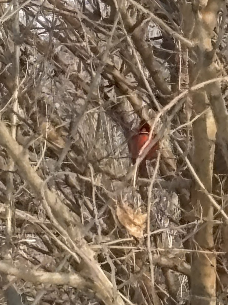 Northern Cardinal - ML646460778