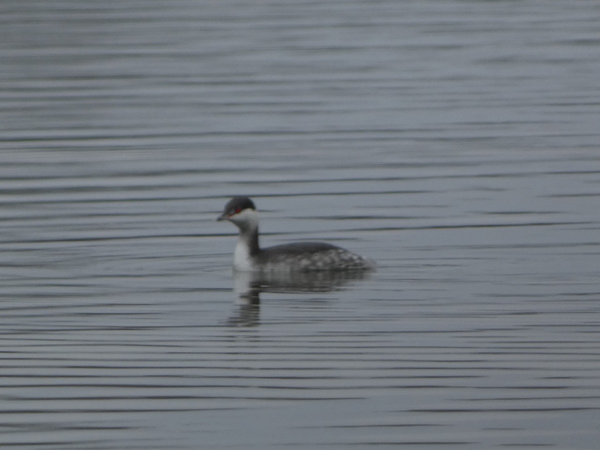 Horned Grebe - ML646460780