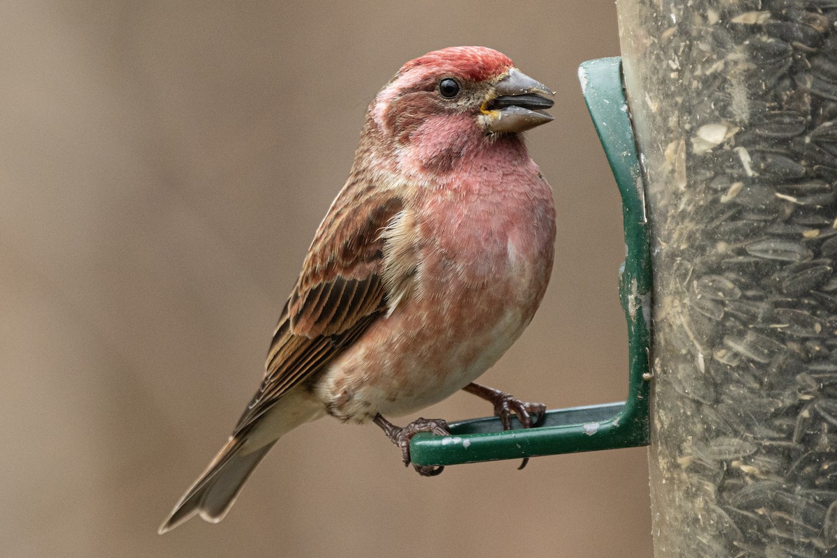 purpurfink - ML646460783