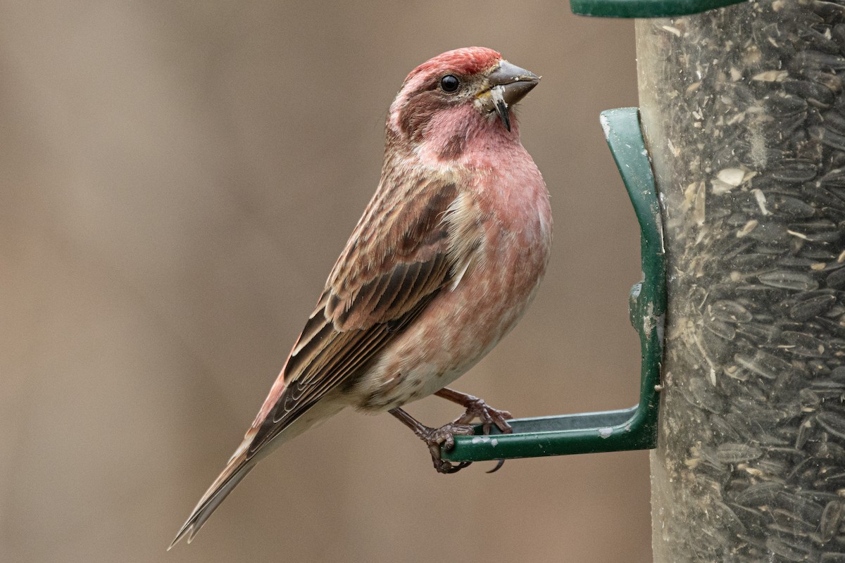 purpurfink - ML646460784