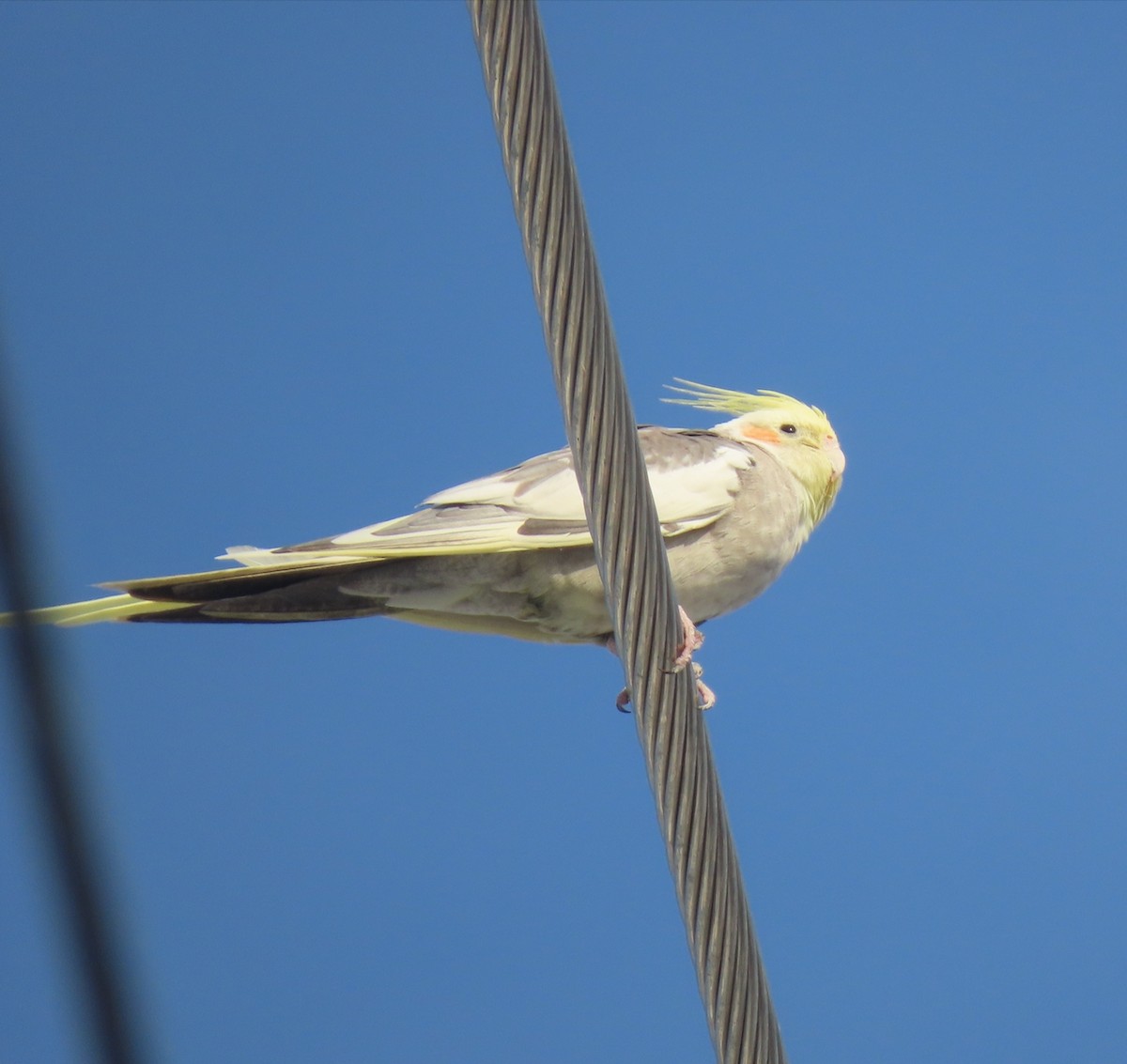 Корелла (Одомашенного вида) - ML646460789