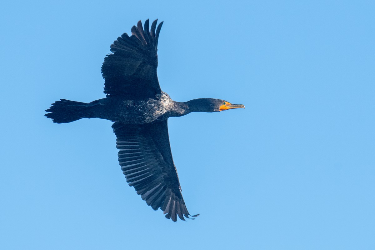 kormorán ušatý - ML646460790