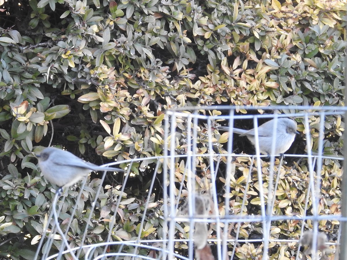 Bushtit - ML646460791