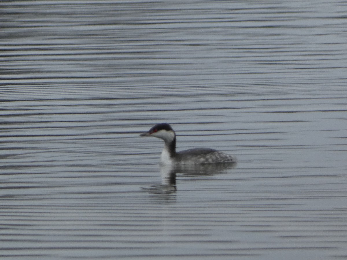 Horned Grebe - ML646460792