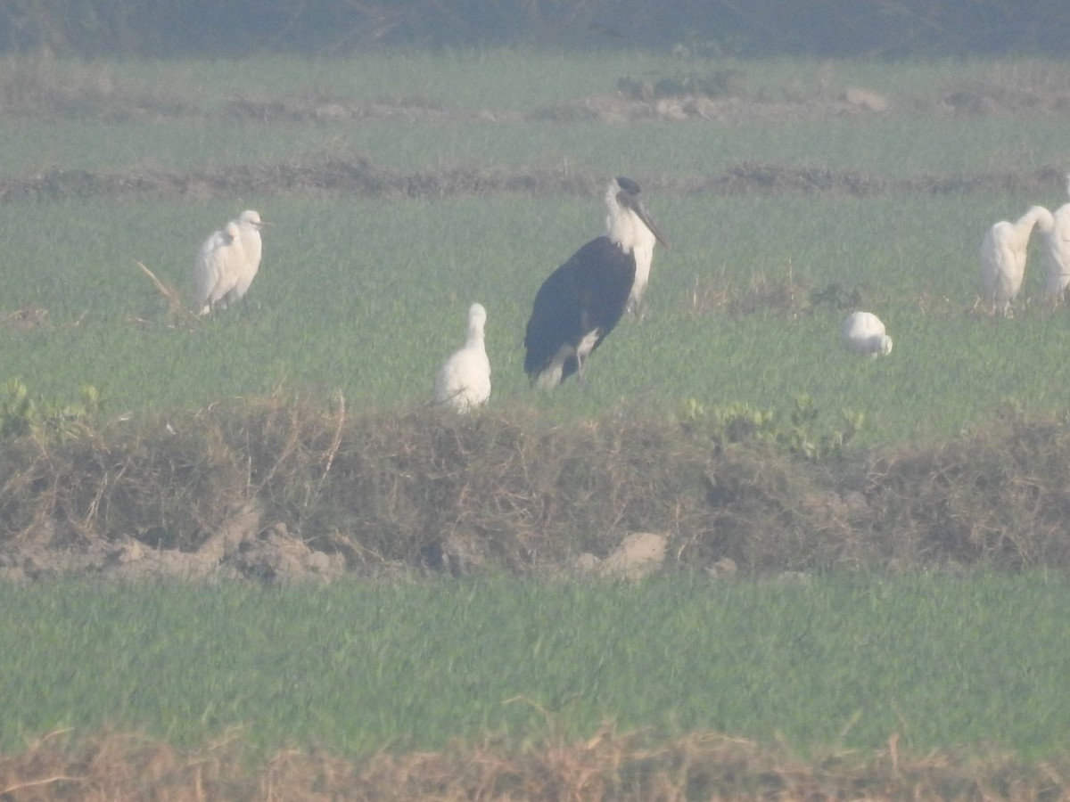 Asian Woolly-necked Stork - ML646460798
