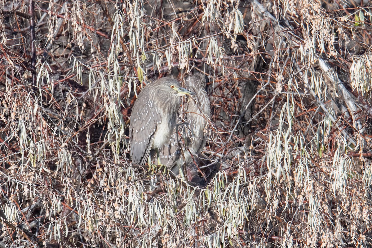 kvakoš noční - ML646460804