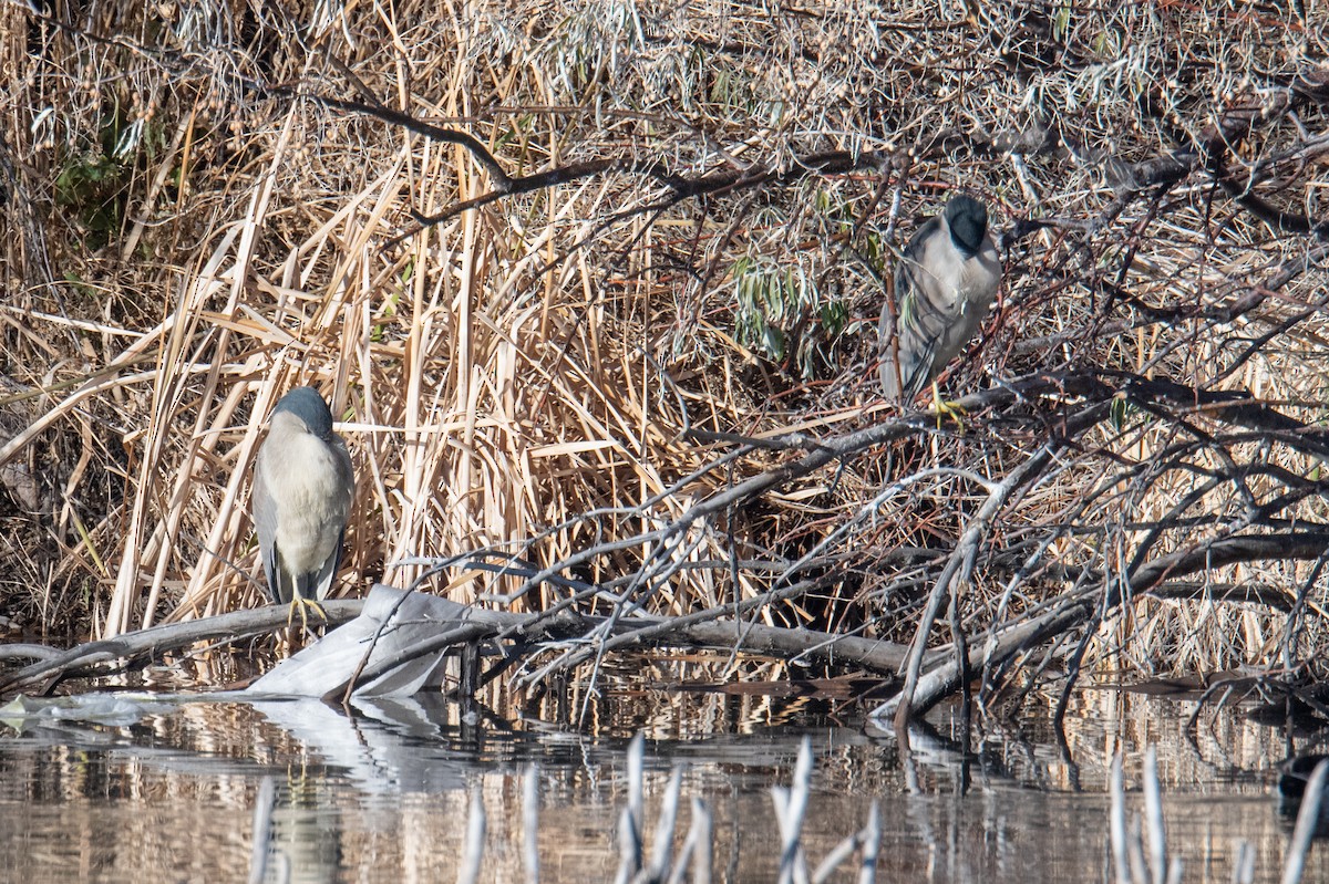 kvakoš noční - ML646460805