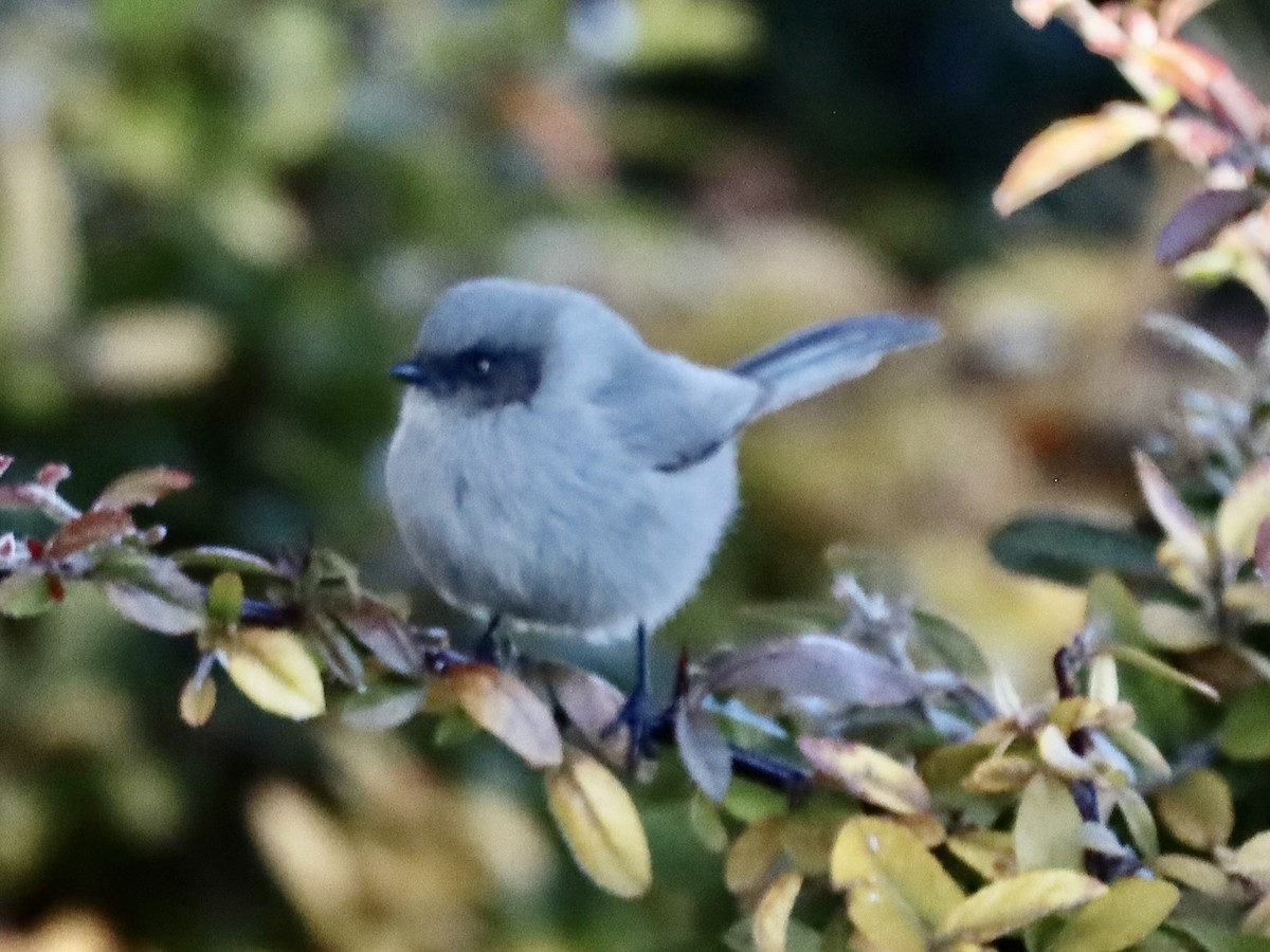Bushtit - ML646460807