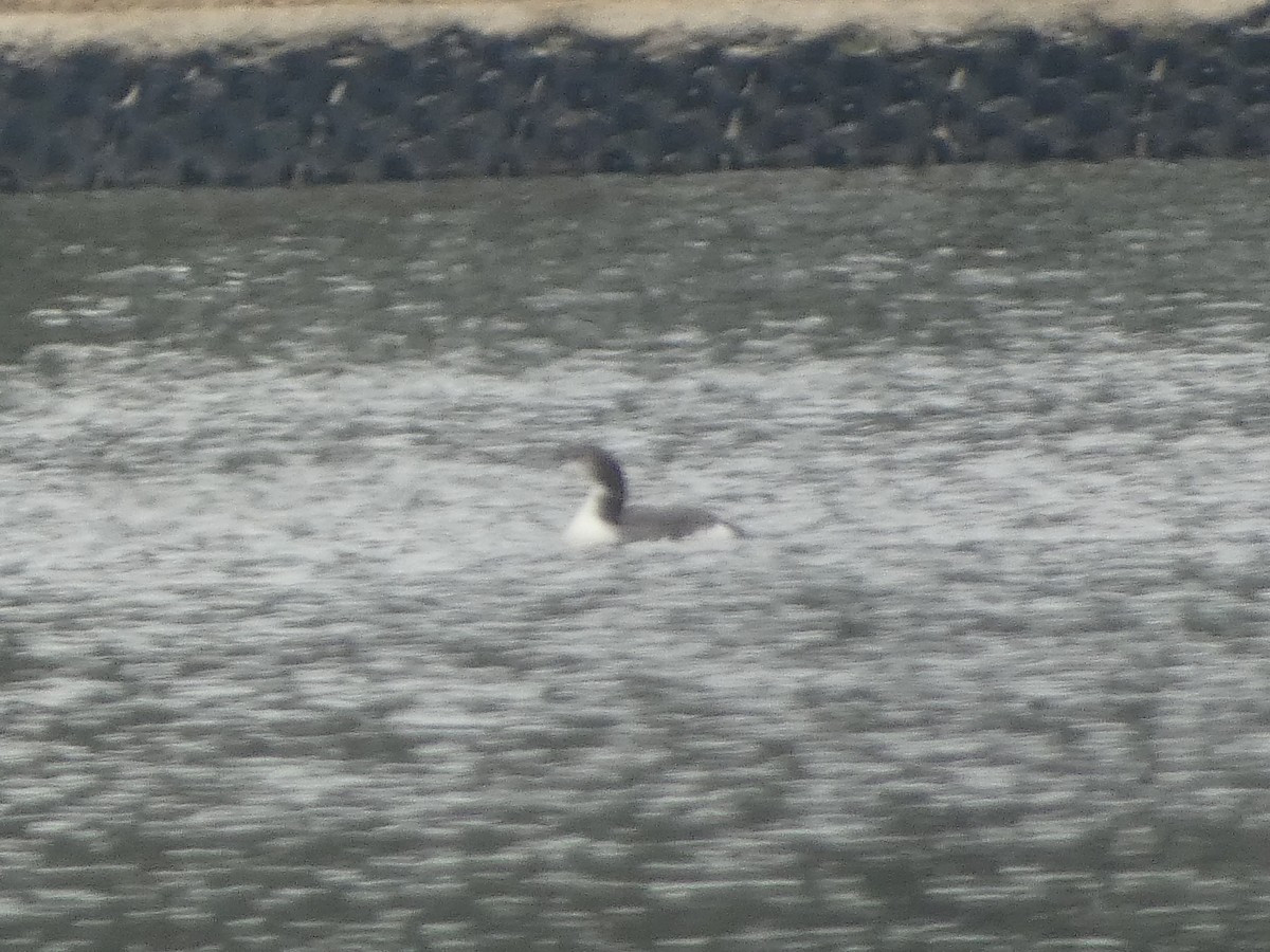 potáplice lední - ML646460809