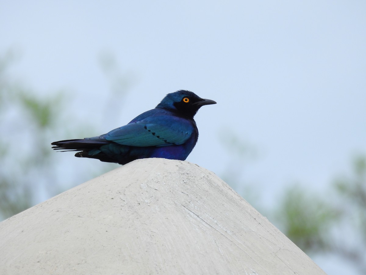 Greater Blue-eared Starling - ML646460810