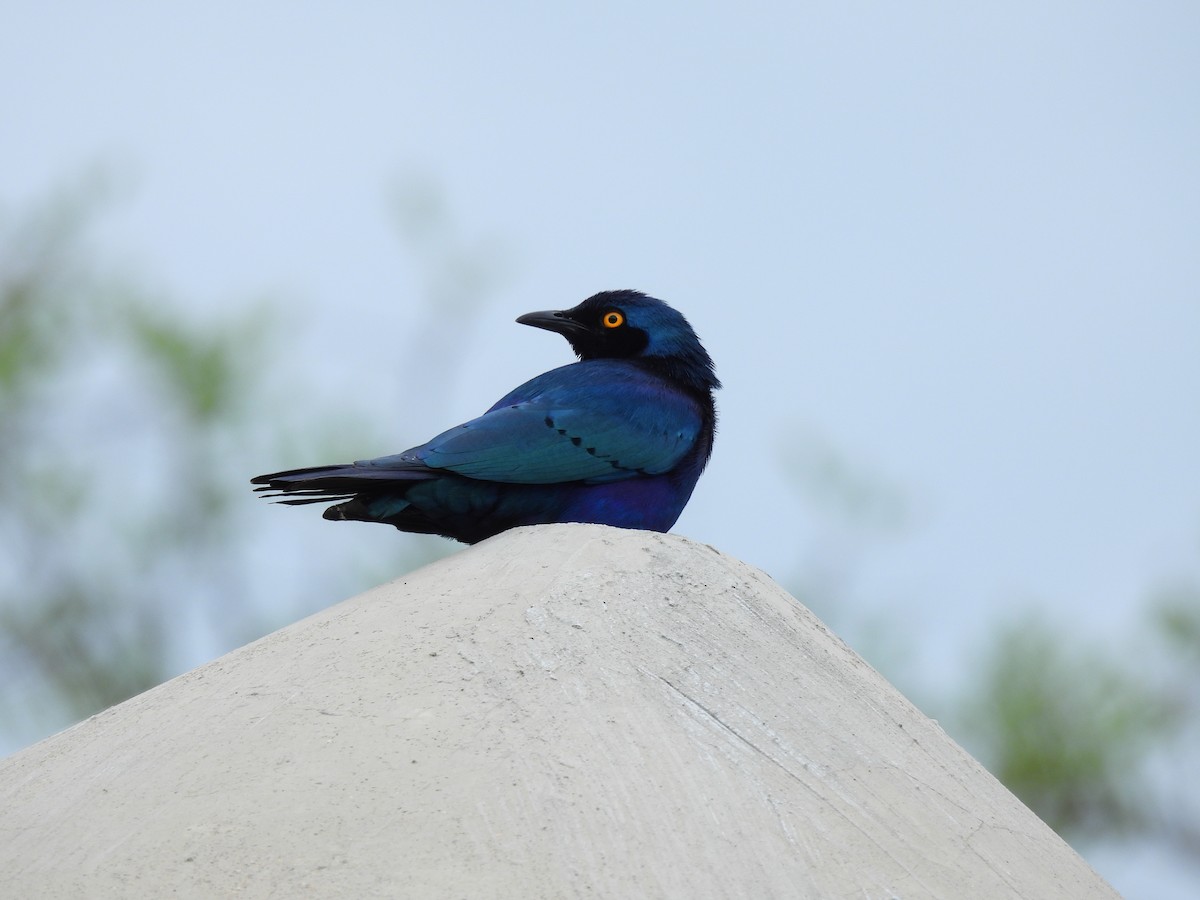 Greater Blue-eared Starling - ML646460811