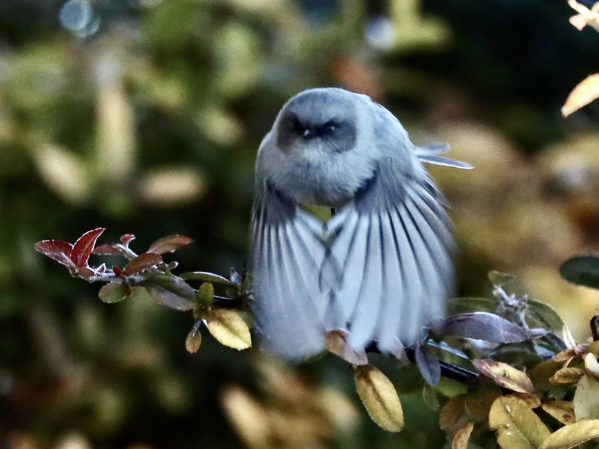 Bushtit - ML646460814