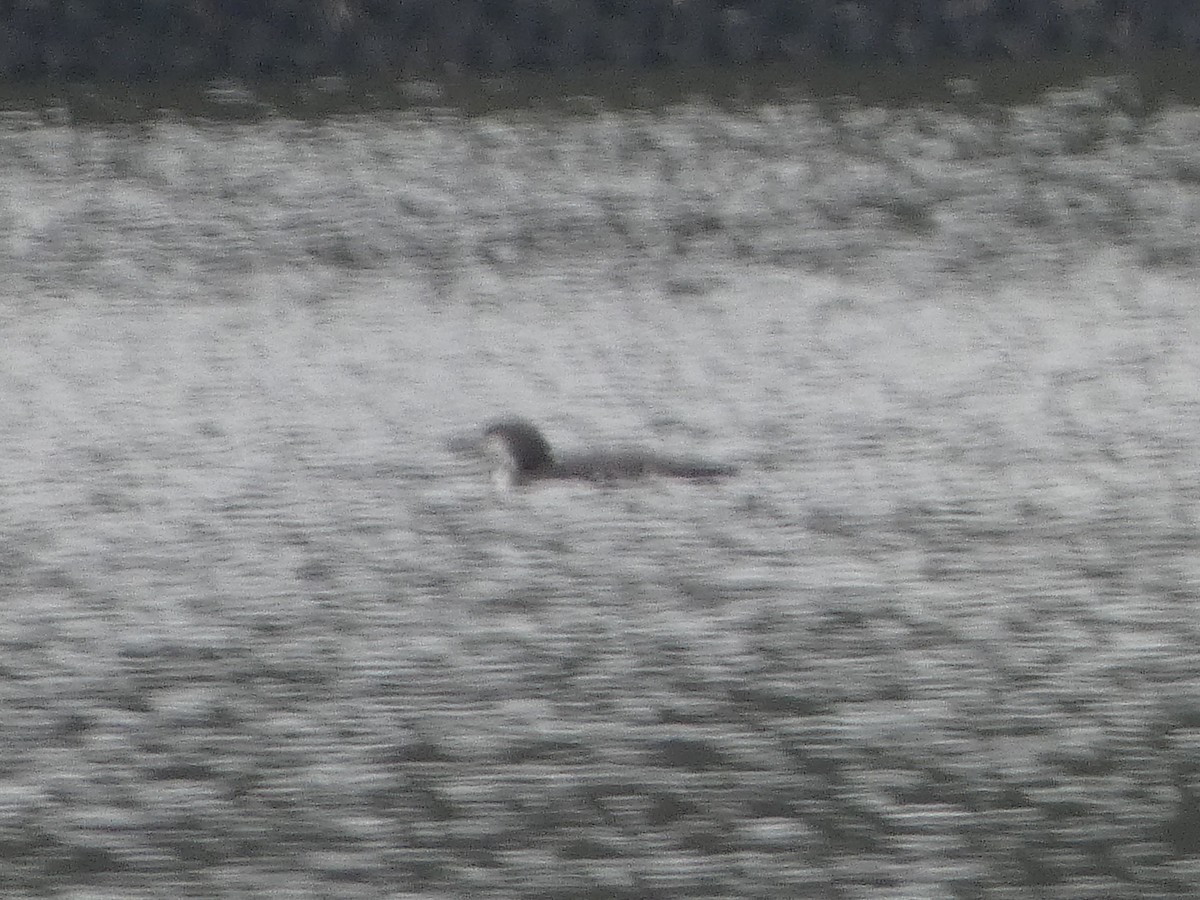 potáplice lední - ML646460818