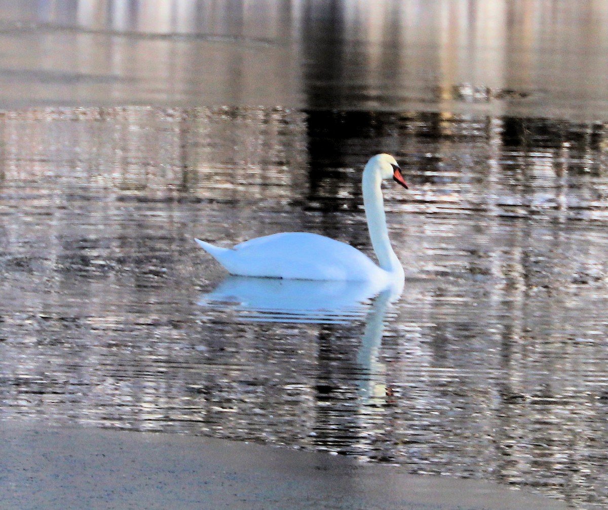 Mute Swan - ML646460819