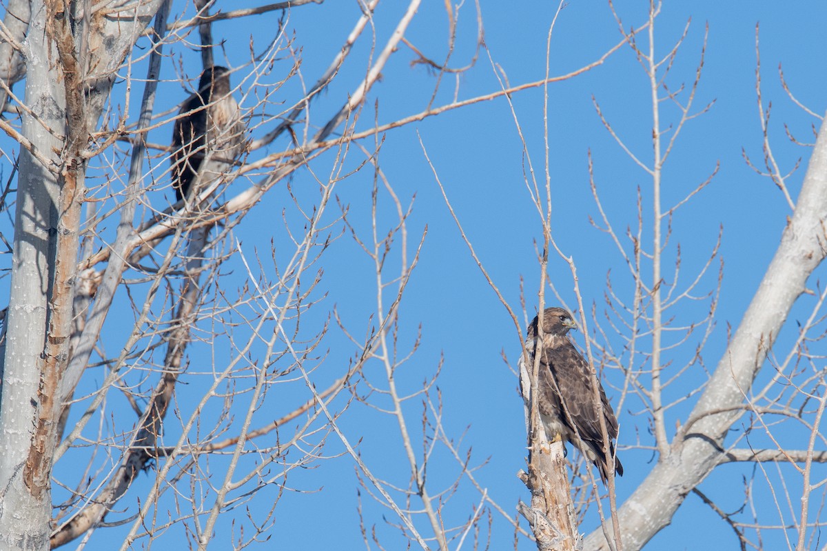 káně rudochvostá - ML646460821