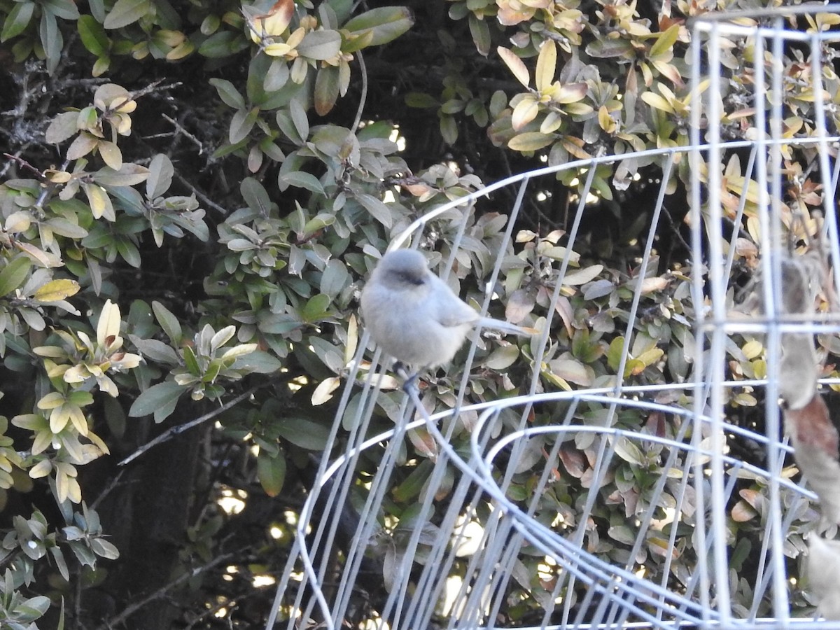 Bushtit - ML646460822