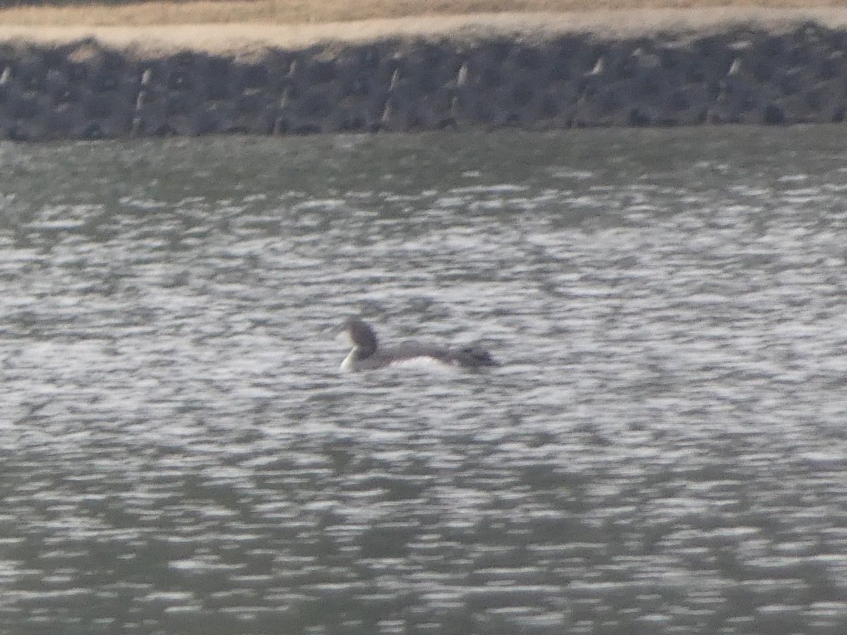 potáplice lední - ML646460826