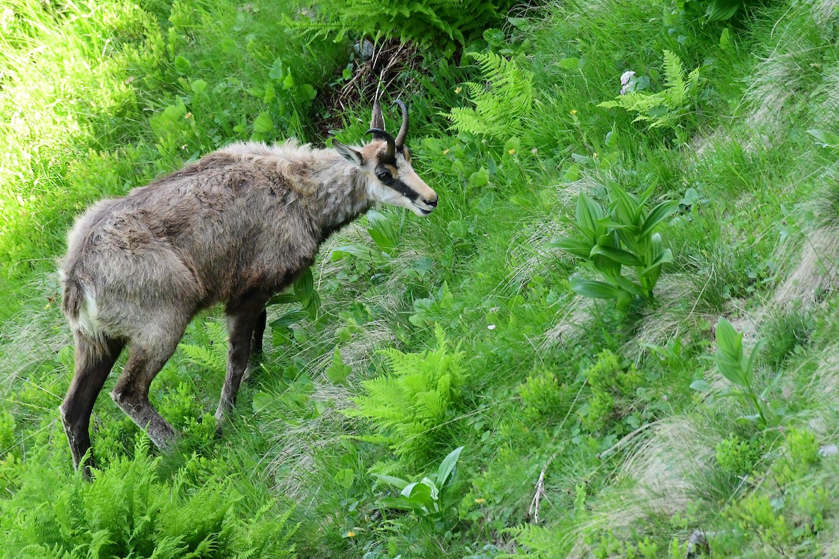 Tatra Chamois - ML646460832