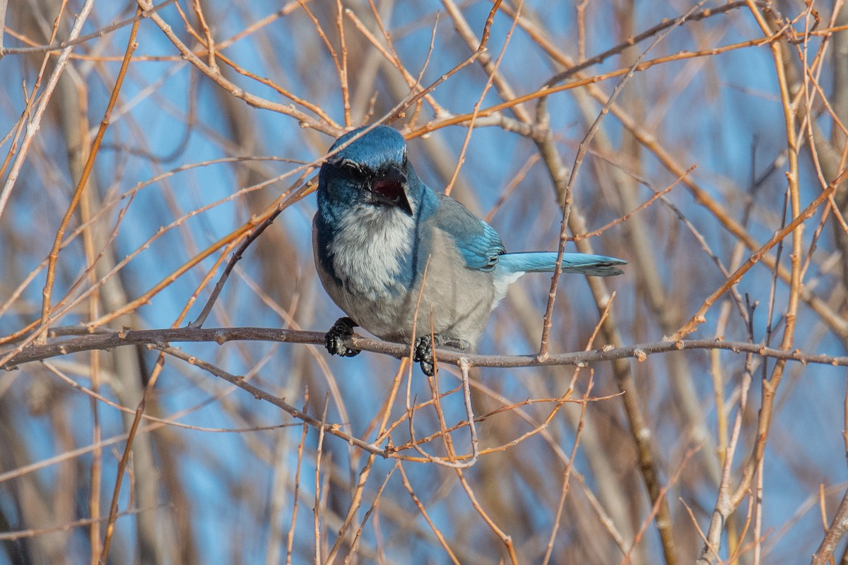 sojka západní - ML646460835