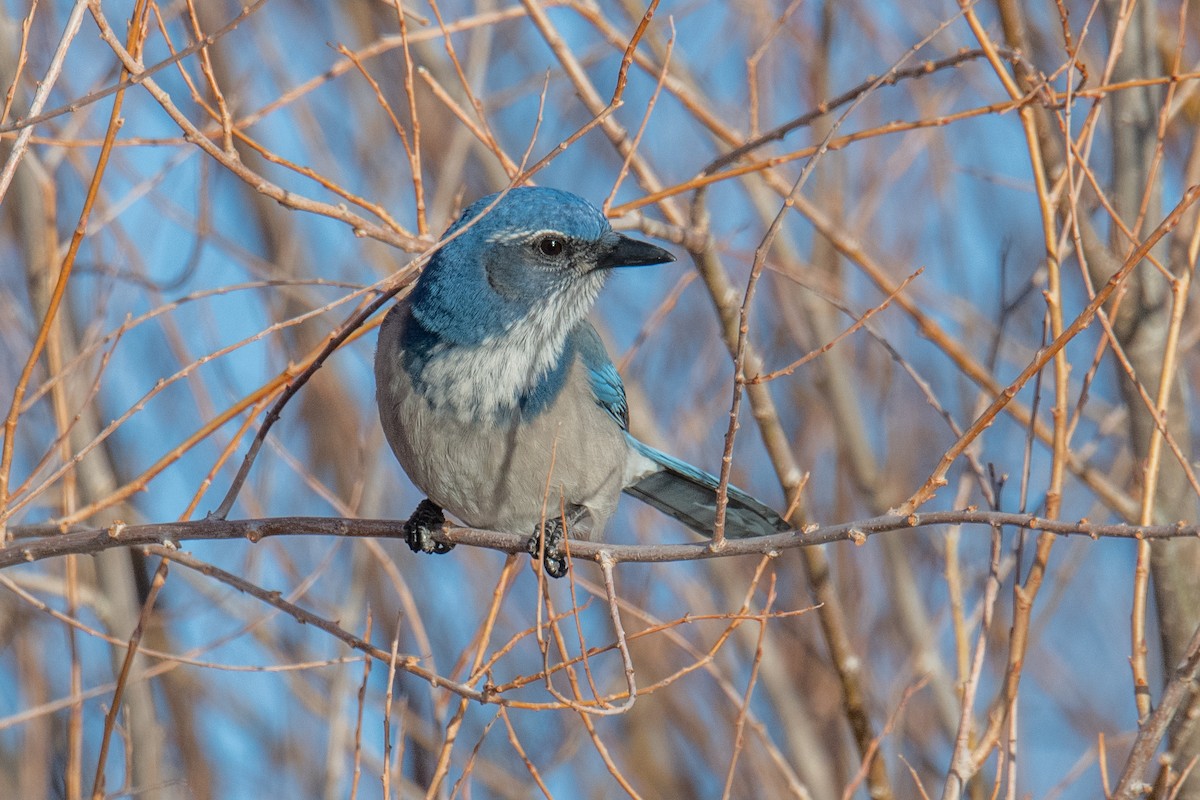 sojka západní - ML646460836