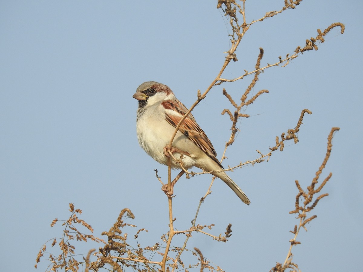 House Sparrow - ML646460837