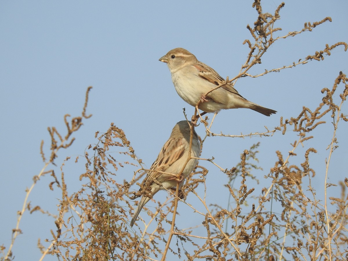 House Sparrow - ML646460838