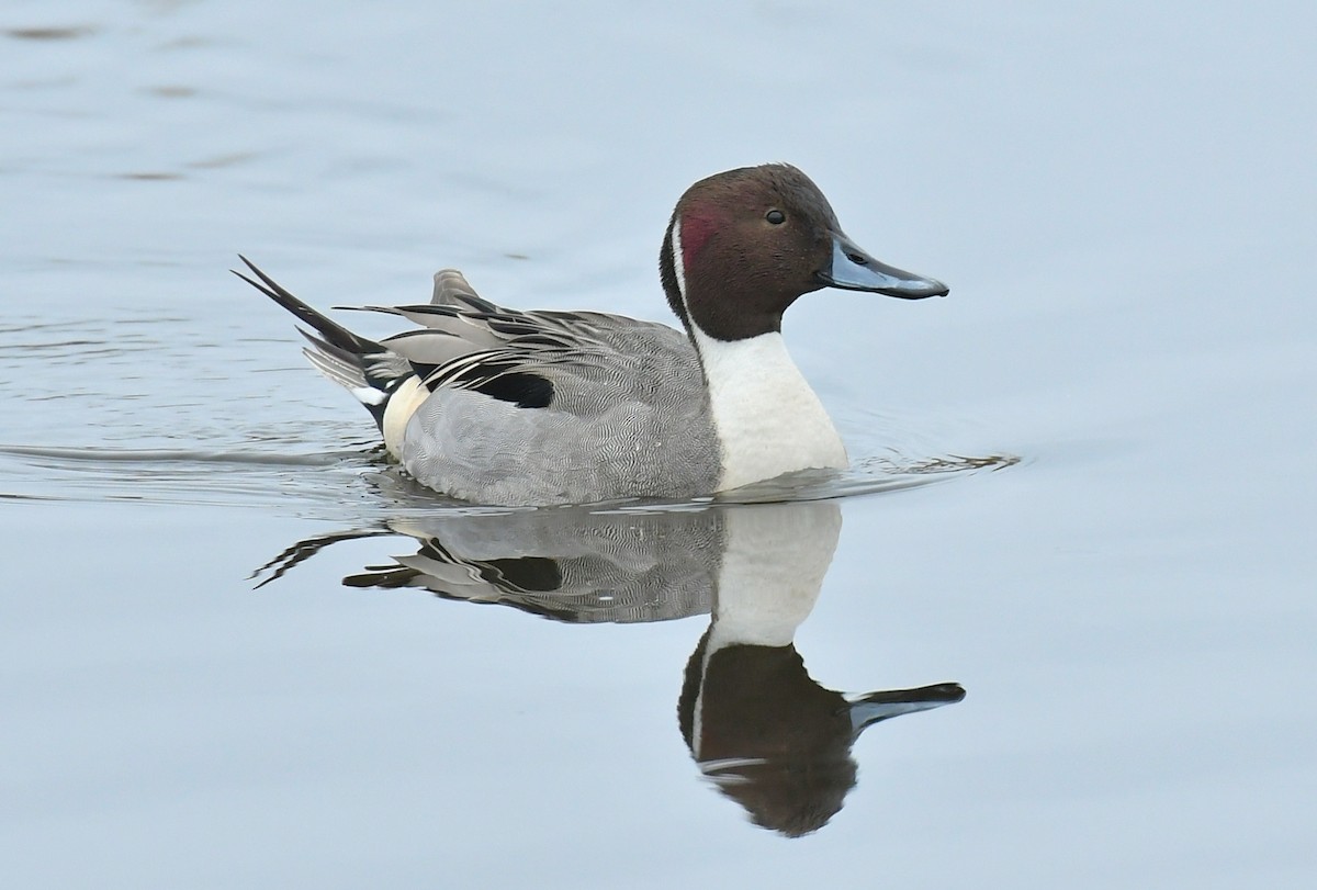 オナガガモ - ML646460839