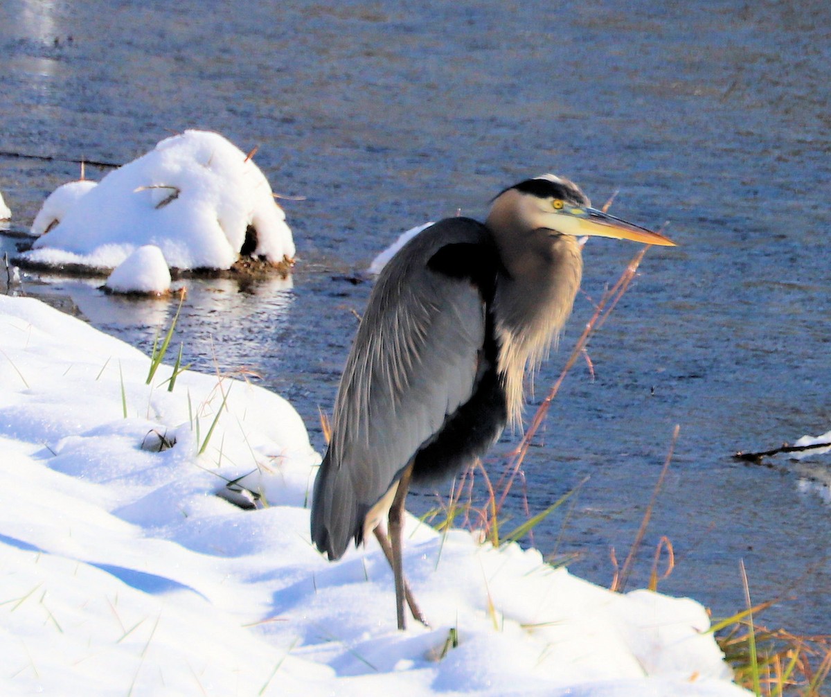 Great Blue Heron - ML646460841