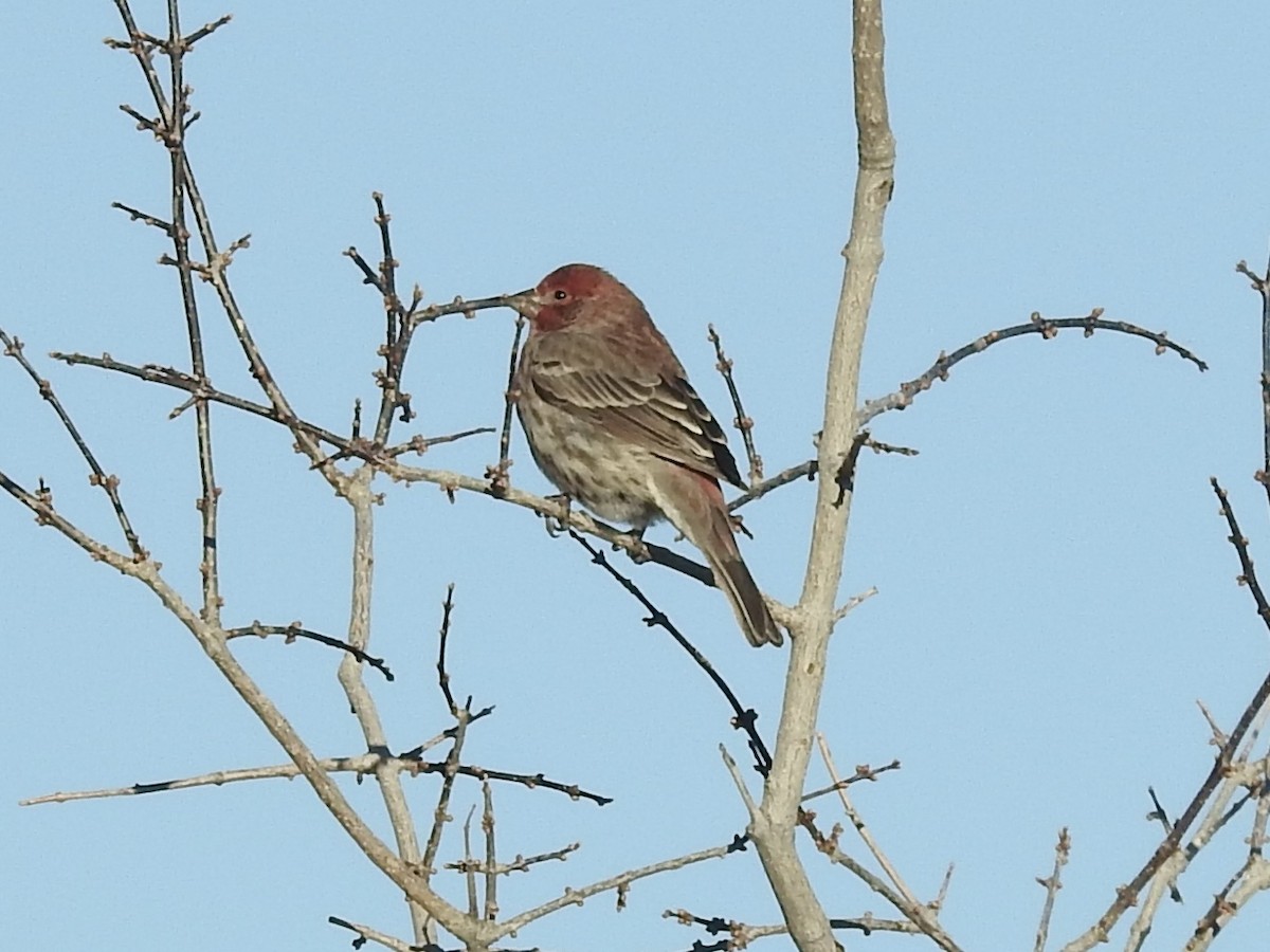 House Finch - ML646460842