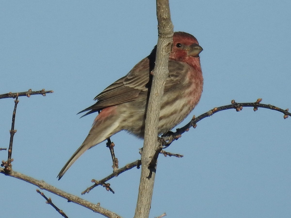 House Finch - ML646460850