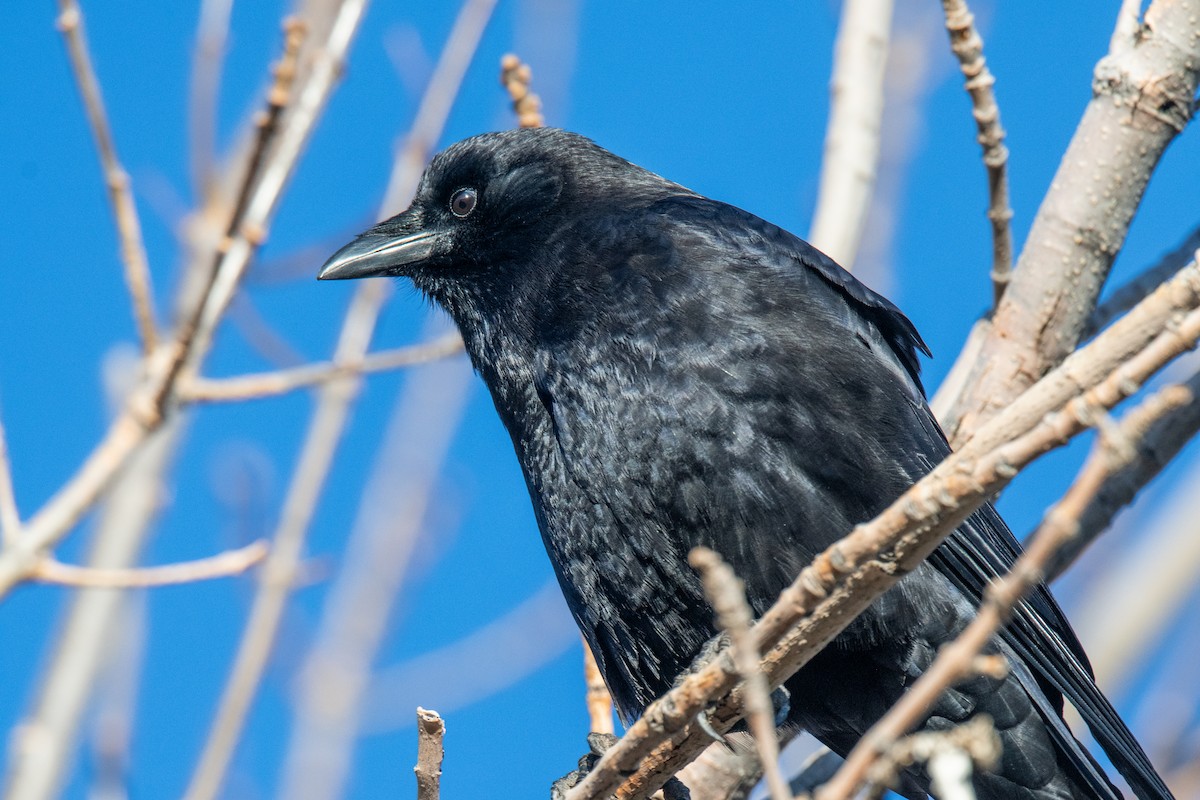 vrána americká - ML646460854