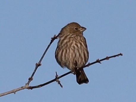 House Finch - ML646460857