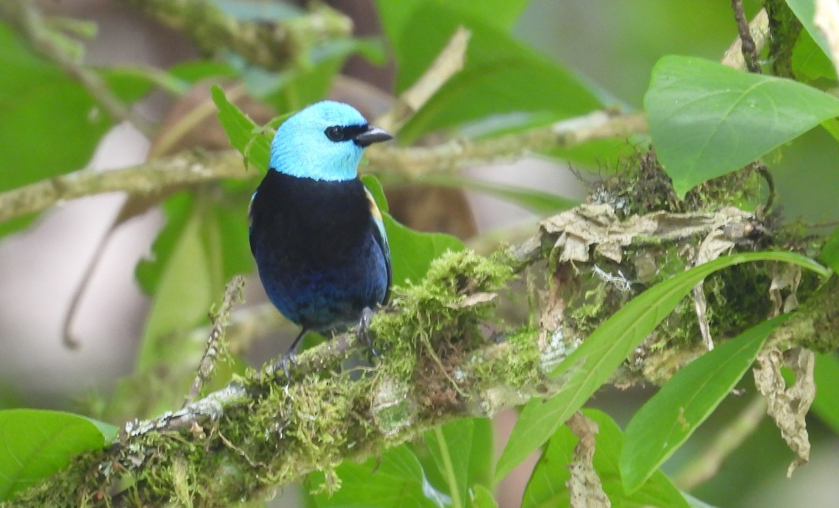 Танагра блакитношия - ML646460858