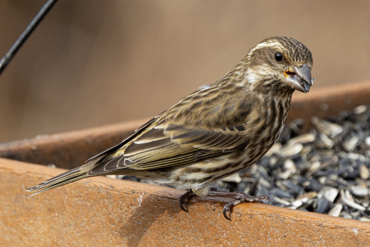 purpurfink - ML646460860