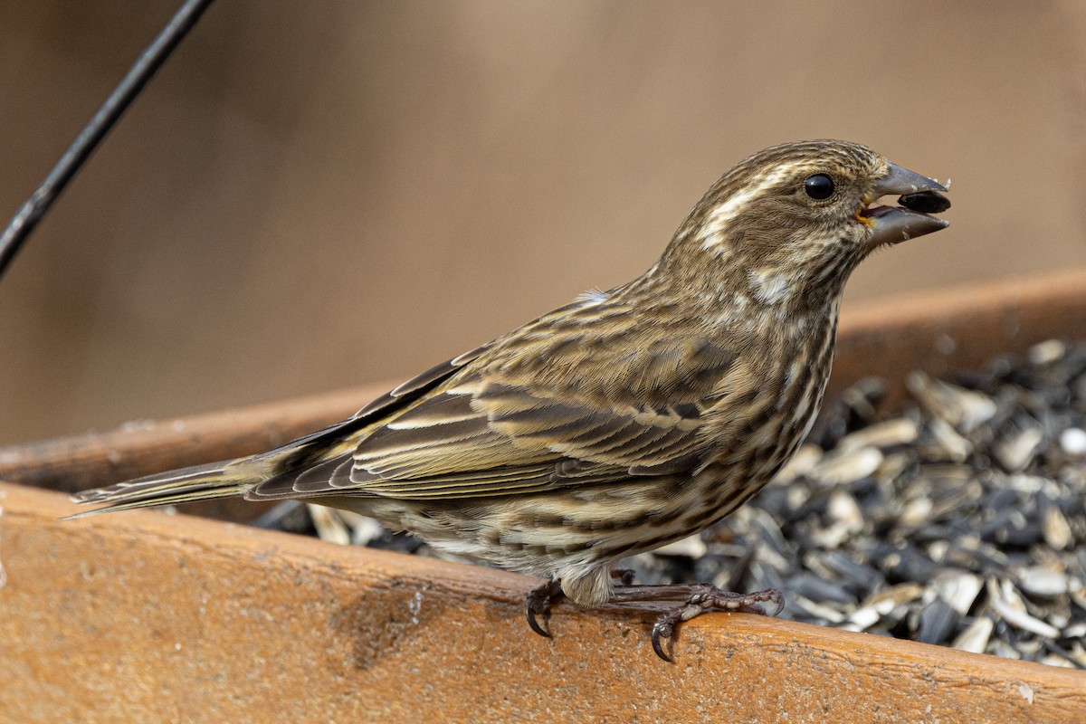 purpurfink - ML646460861