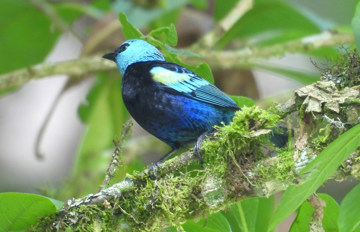 Танагра блакитношия - ML646460862