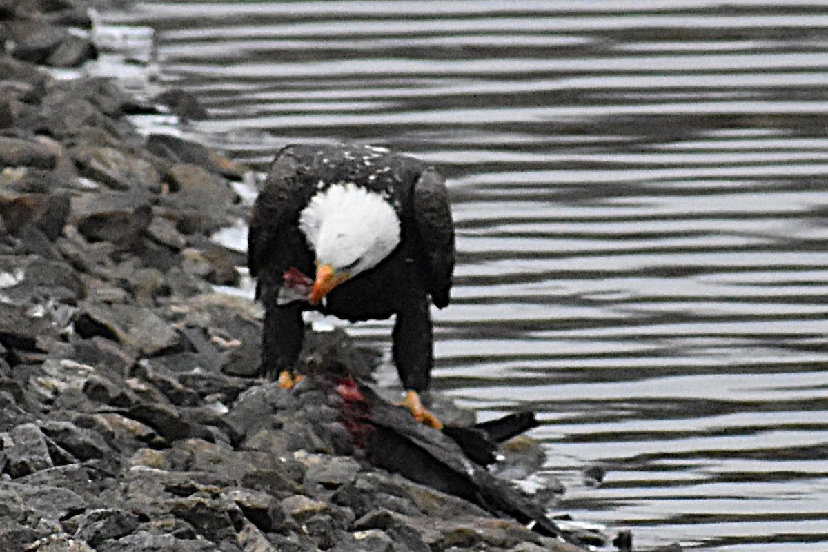 Bald Eagle - ML646460867