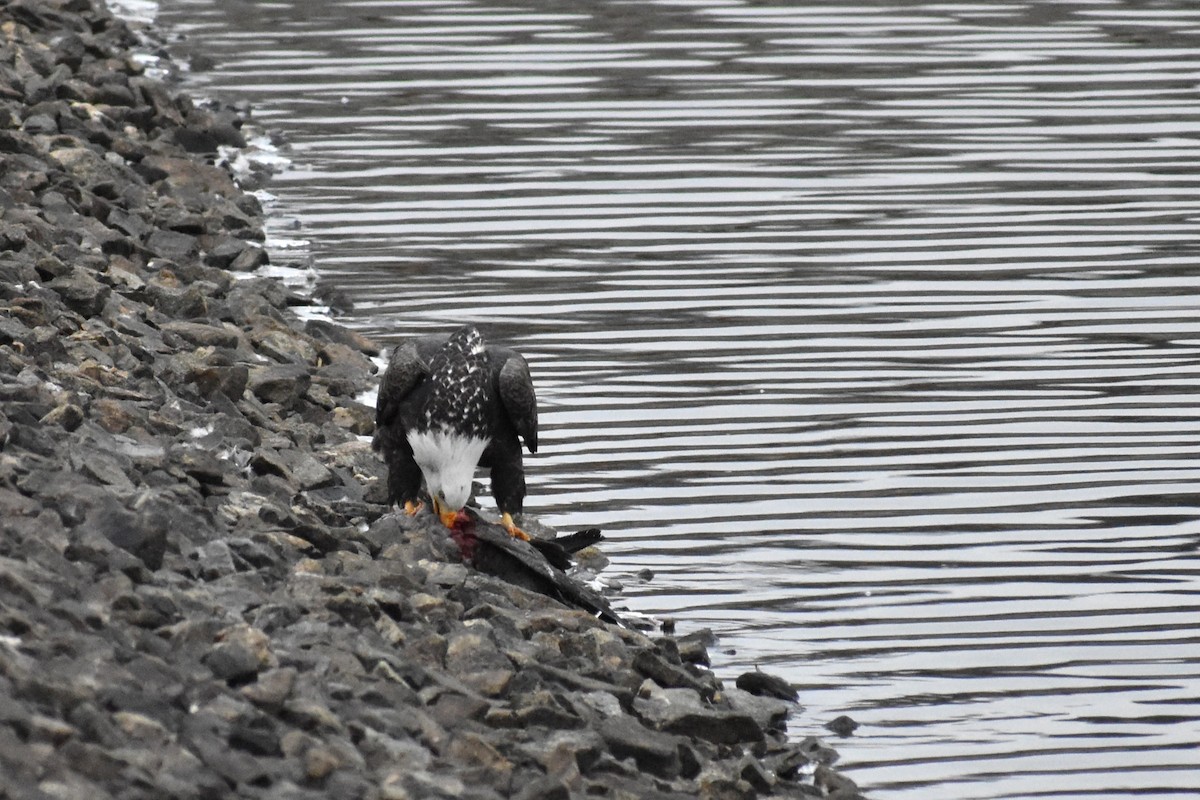 Bald Eagle - ML646460868