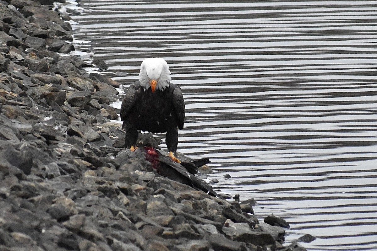 Bald Eagle - ML646460869