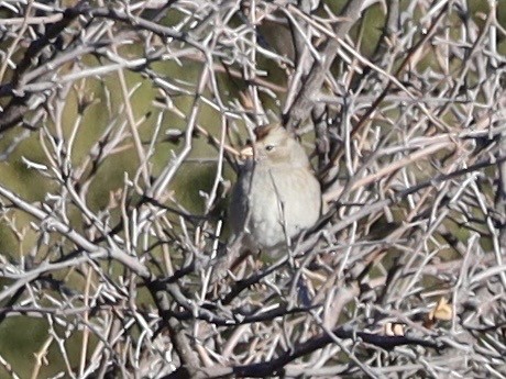 White-crowned Sparrow - ML646460870