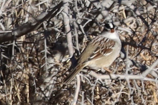 White-crowned Sparrow - ML646460874