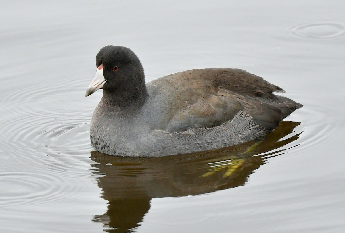 アメリカオオバン - ML646460875